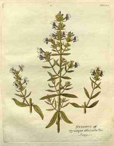 Illustration Hyssopus officinalis, Par Vietz F.B. (Icones plantarum medico-oeconomico-technologicarum, vol. 1: t. 102, 1800), via plantillustrations.org 