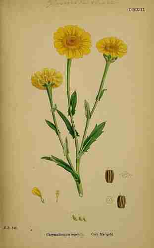 Illustration