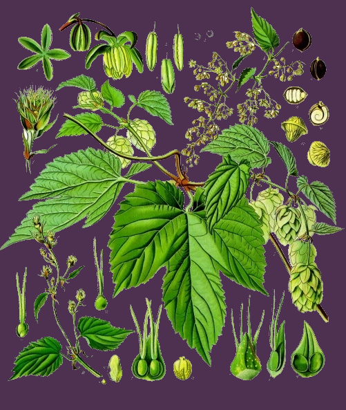 Illustration Humulus lupulus, Par Franz+Eugen+K%C3%B6hler%2C+K%C3%B6hler%27s+Medizinal-Pflanzen, via wikimedia 
