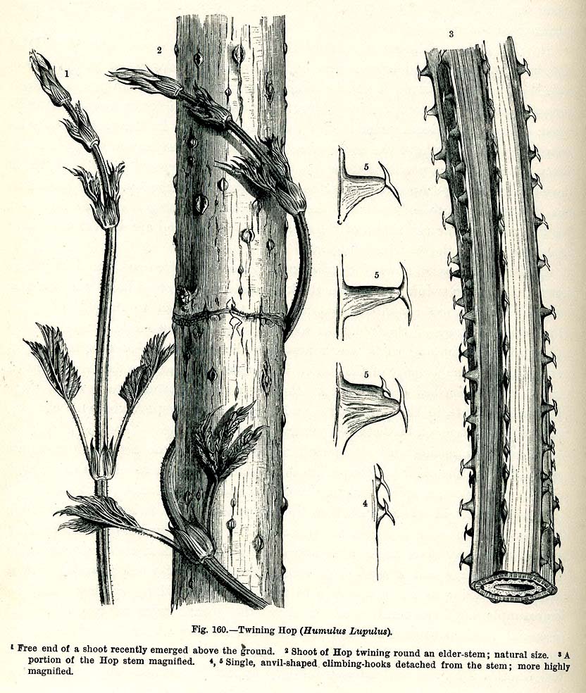 Illustration Humulus lupulus, Par Anton Kerner von Marilaun in his Natural History of Plants (1895), via wikimedia 