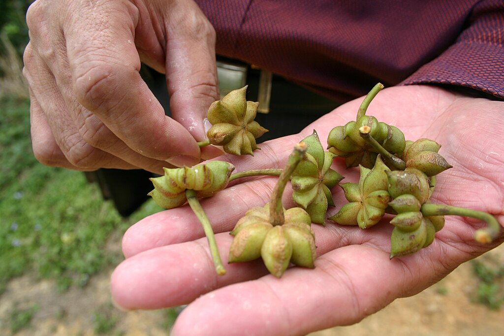 Illustration Illicium verum, Par fuzheado, via wikimedia 