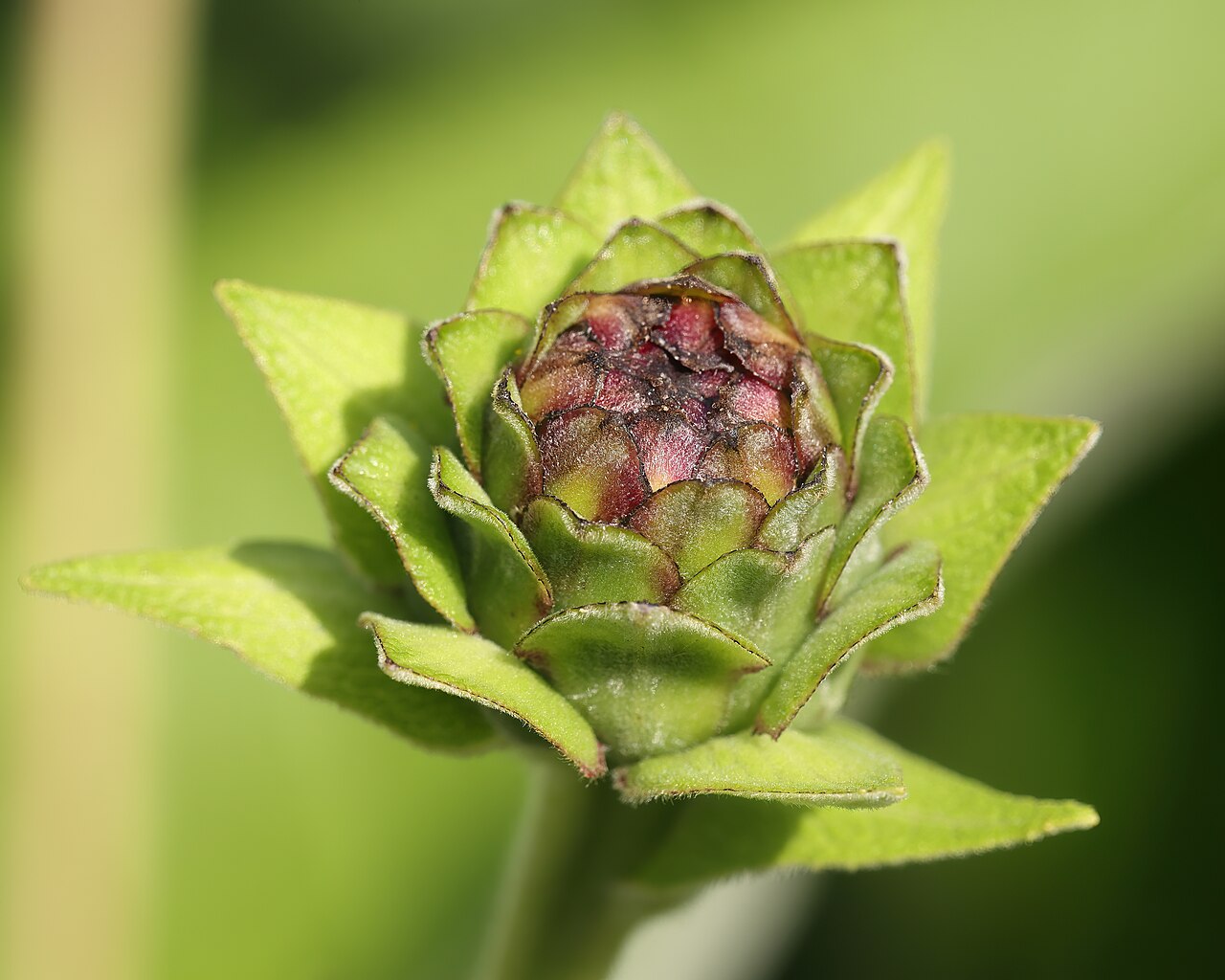 Illustration Inula helenium, Par Cephas, via wikimedia 