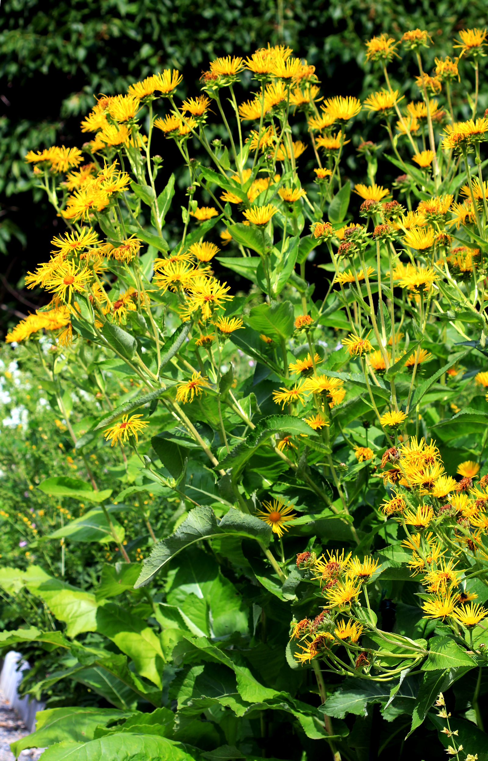 Illustration Inula helenium, Par Karelj, via wikimedia 