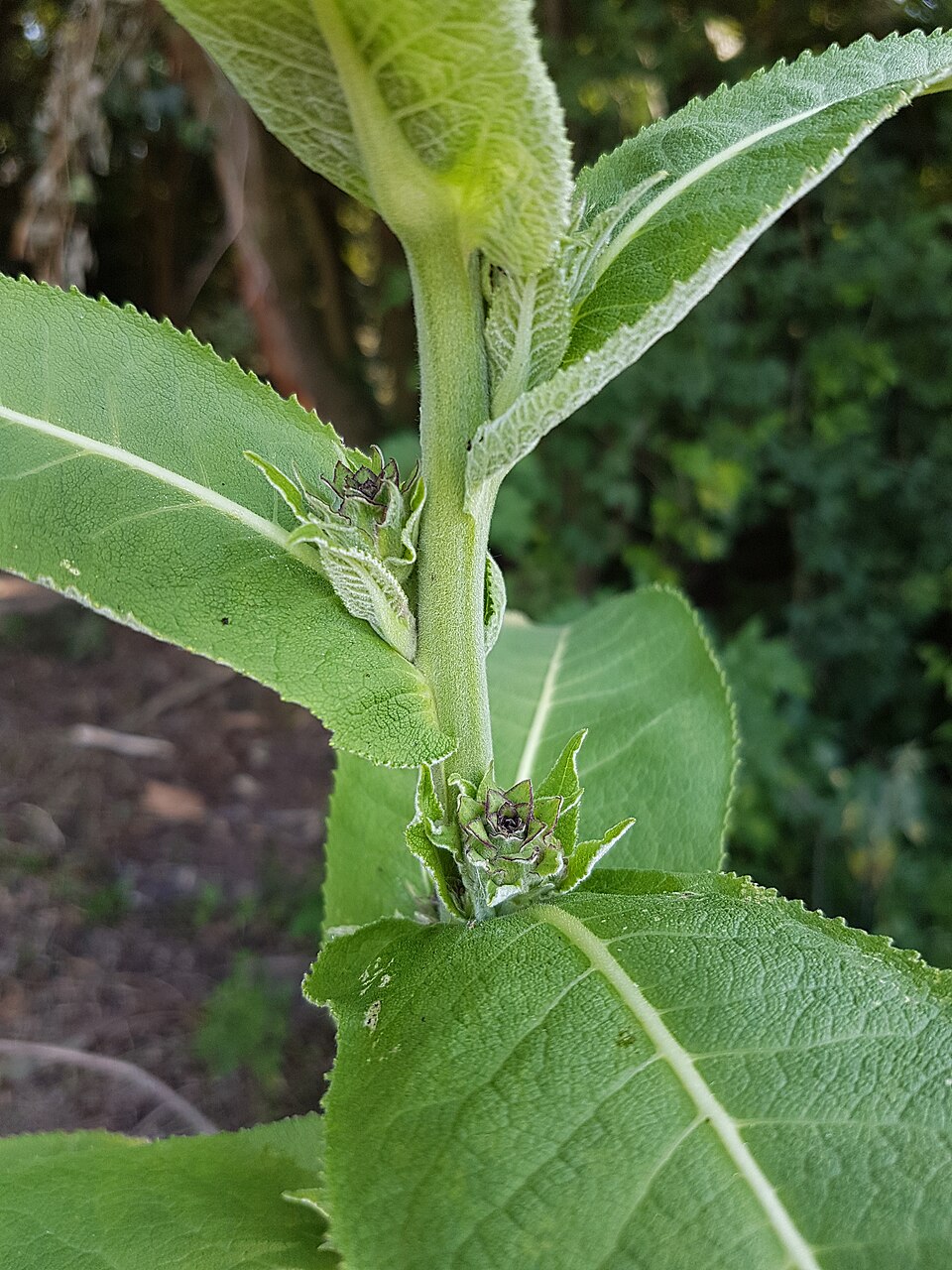 Illustration Inula helenium, Par Stefan.lefnaer, via wikimedia 