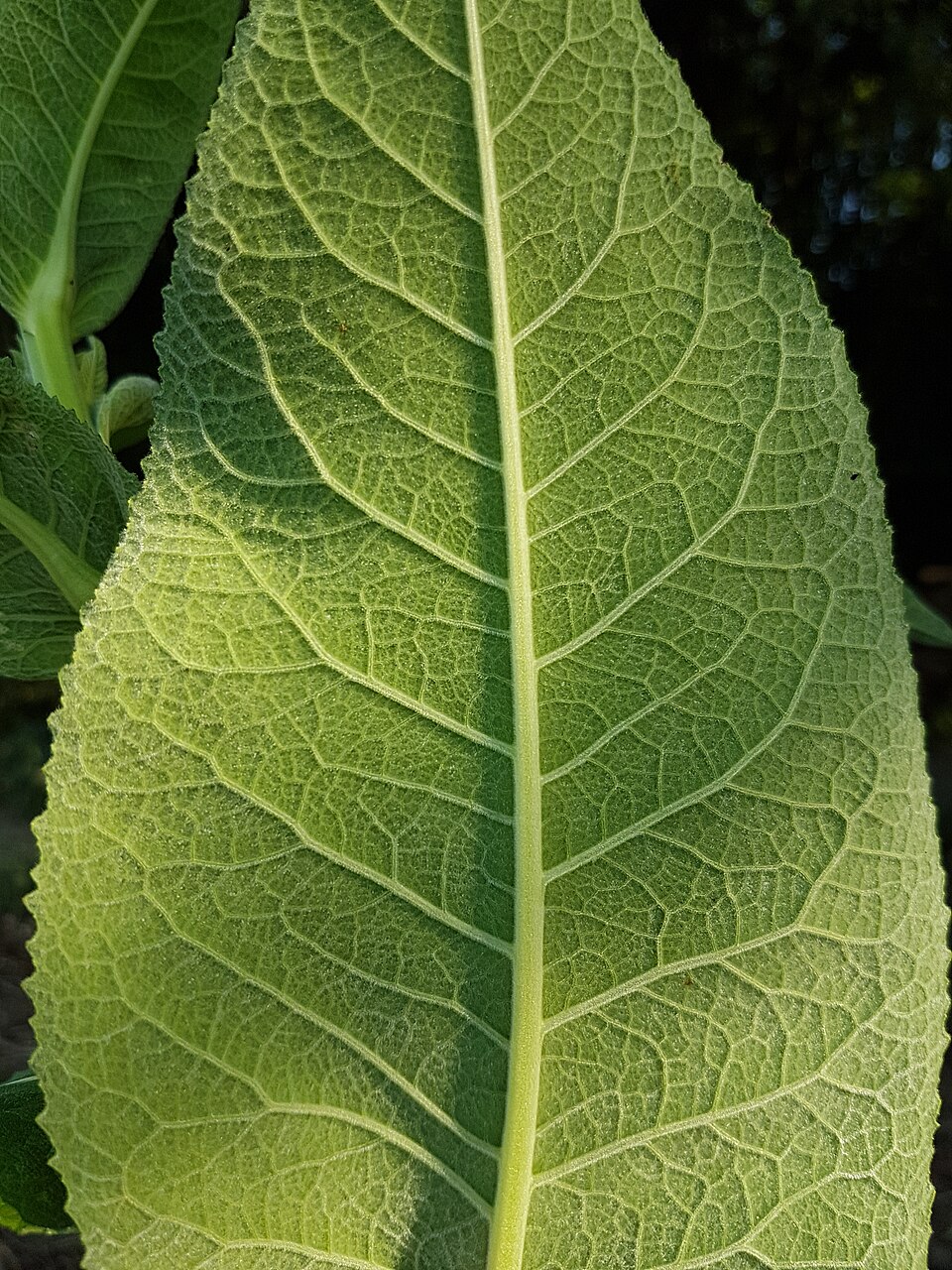 Illustration Inula helenium, Par Stefan.lefnaer, via wikimedia 