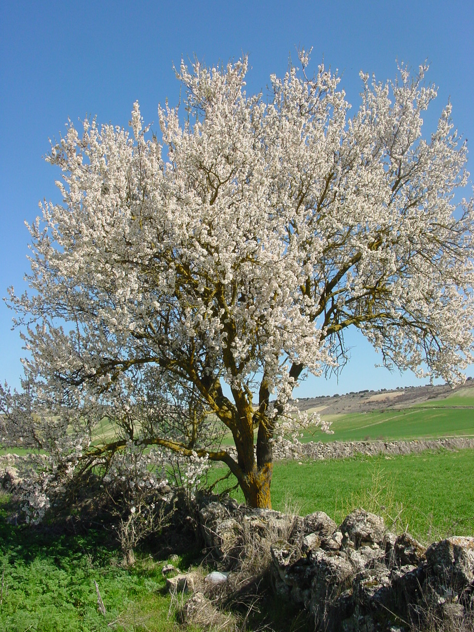 Illustration Prunus dulcis, Par Lourdes Cardenal, via wikimedia 