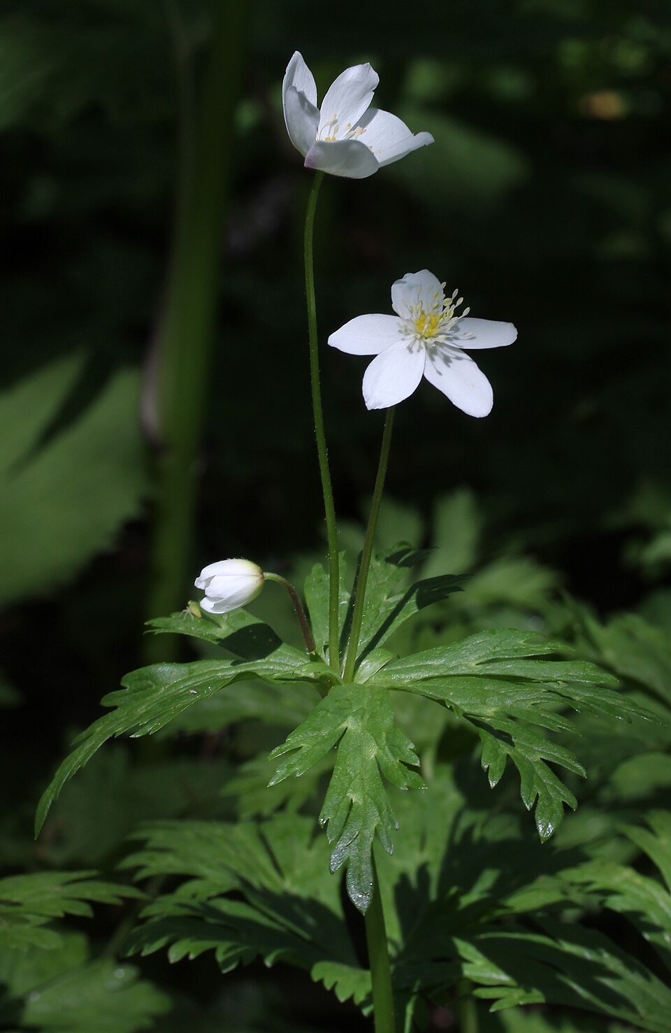 Illustration Anemone flaccida, Par Alpsdake, via wikimedia 