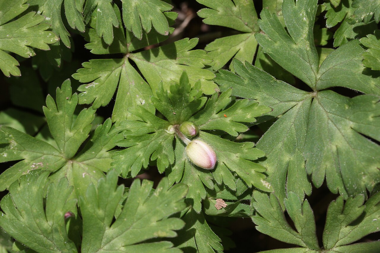 Illustration Anemone flaccida, Par Alpsdake, via wikimedia 