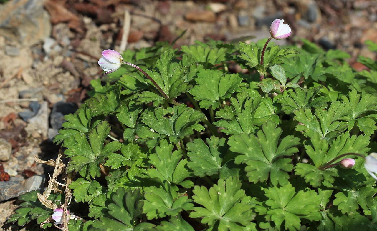 Illustration Anemone flaccida, Par Alpsdake, via wikimedia 