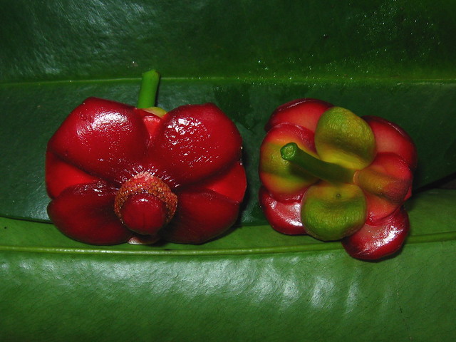 Illustration Garcinia atroviridis, Par adaduitokla, via flickr 