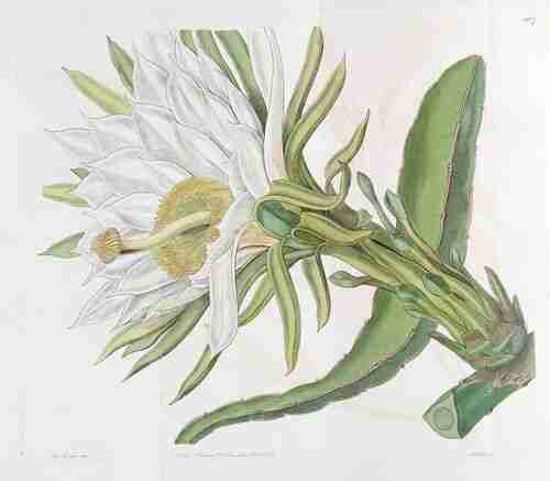 Illustration 35728.jpg