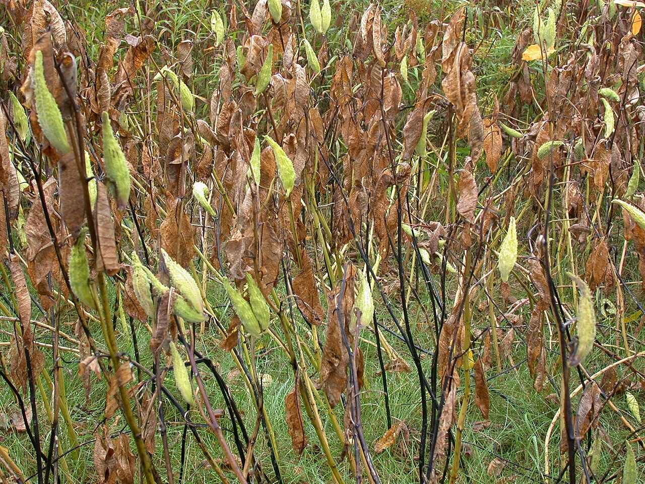 Illustration Asclepias syriaca, Par Ayotte%2C+Gilles, via wikimedia 