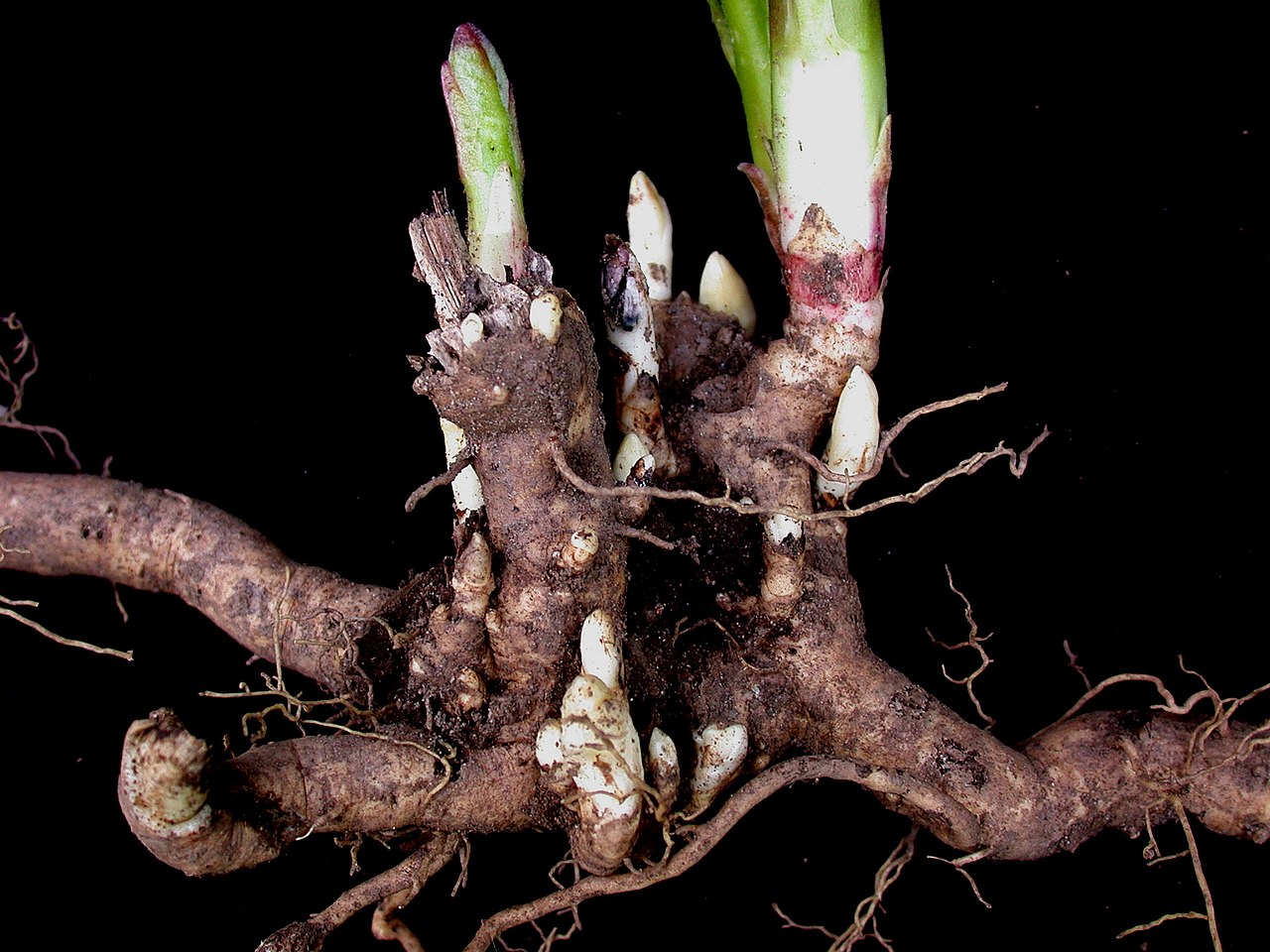 Illustration Asclepias syriaca, Par Ayotte%2C+Gilles, via wikimedia 