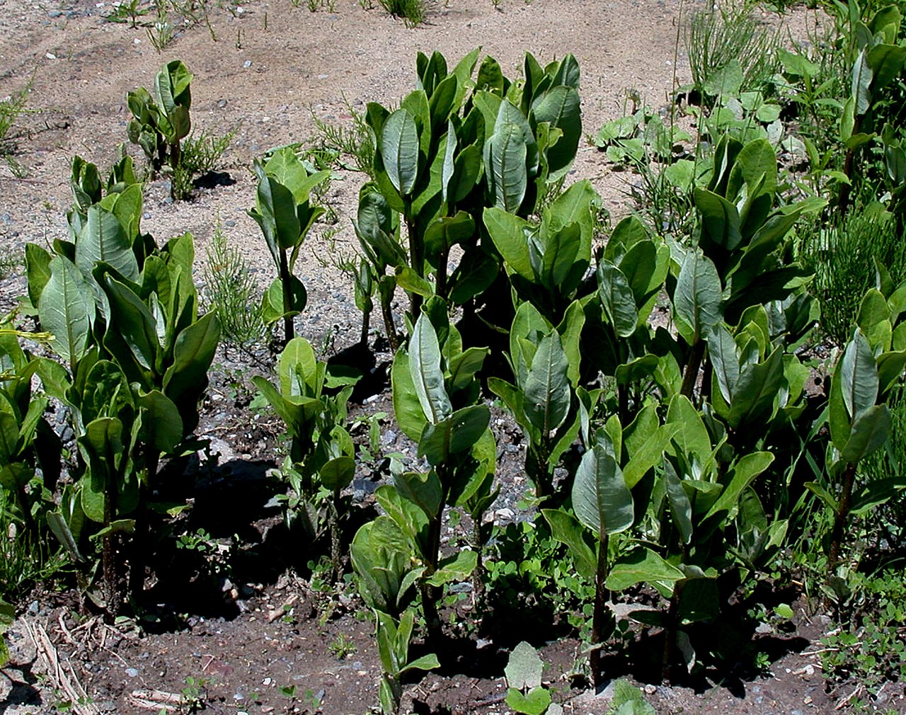 Illustration Asclepias syriaca, Par Ayotte%2C+Gilles, via wikimedia 
