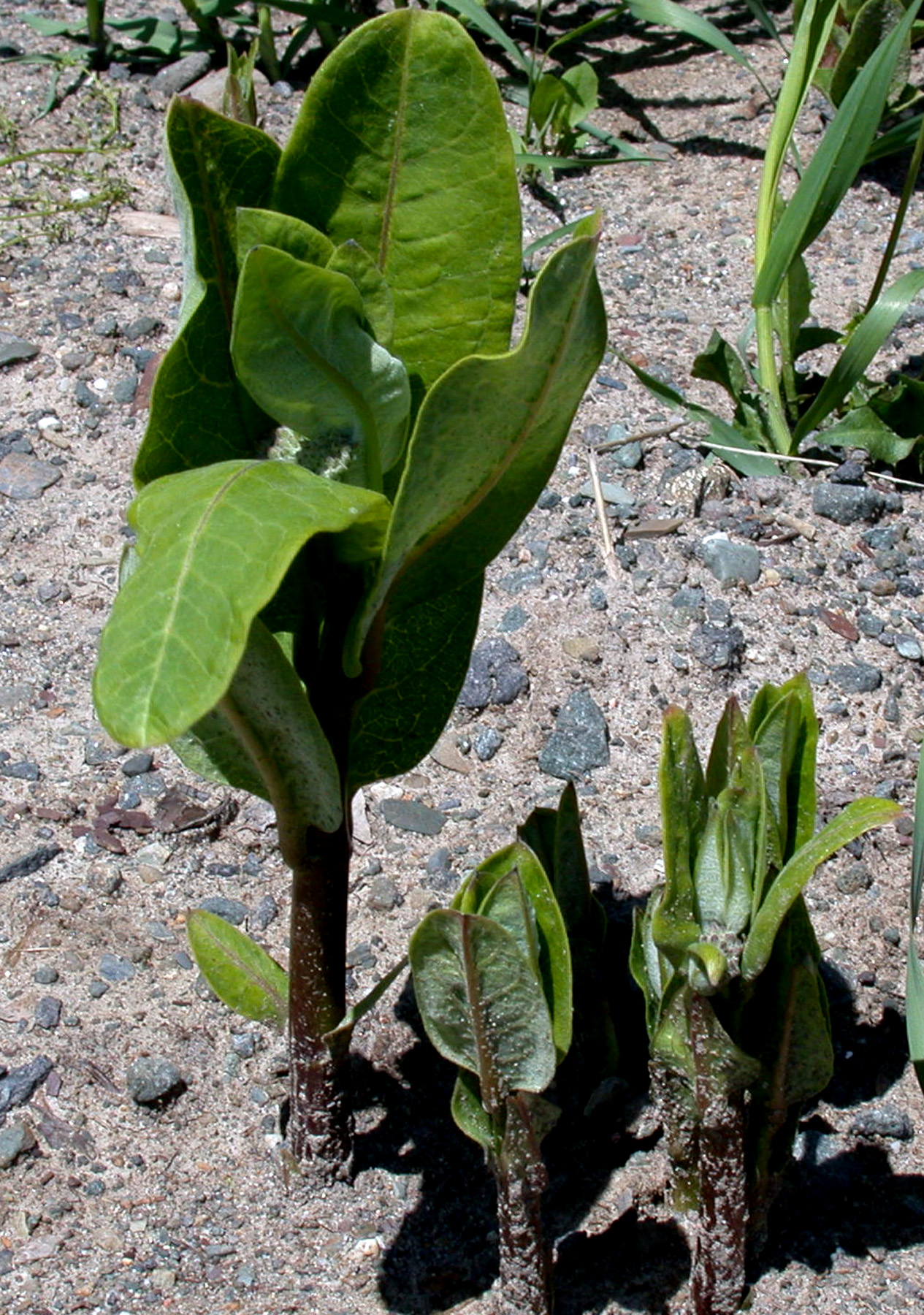 Illustration Asclepias syriaca, Par Ayotte%2C+Gilles, via wikimedia 