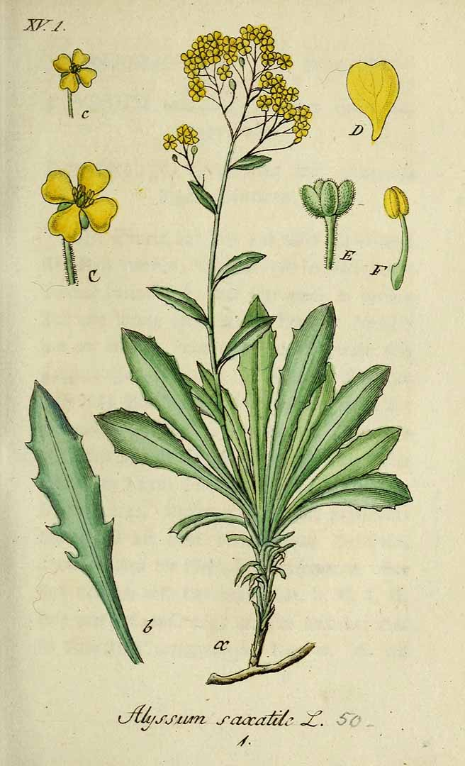 Illustration Aurinia saxatilis, Par Sturm%2C+J.%2C+Sturm%2C+J.W.%2C+Deutschlands+flora+%281798-1855%29+Deutschl.+Fl.+vol.+15+%281833%29+%5BHeft+63-66%5D+t.+50%5D, via plantillustrations 