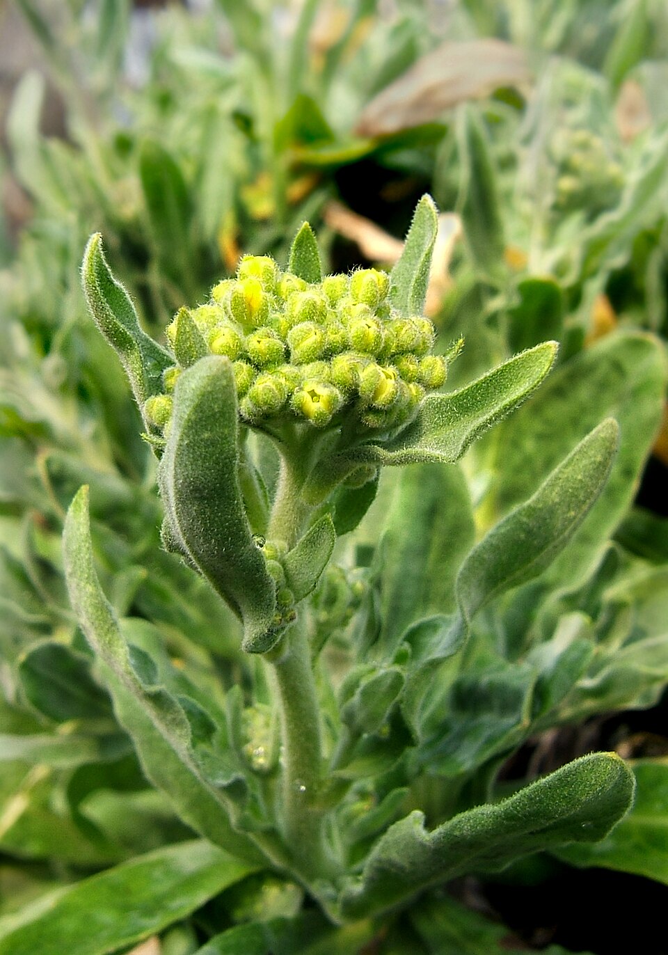 Illustration Aurinia saxatilis, Par Wildfeuer, via wikimedia 