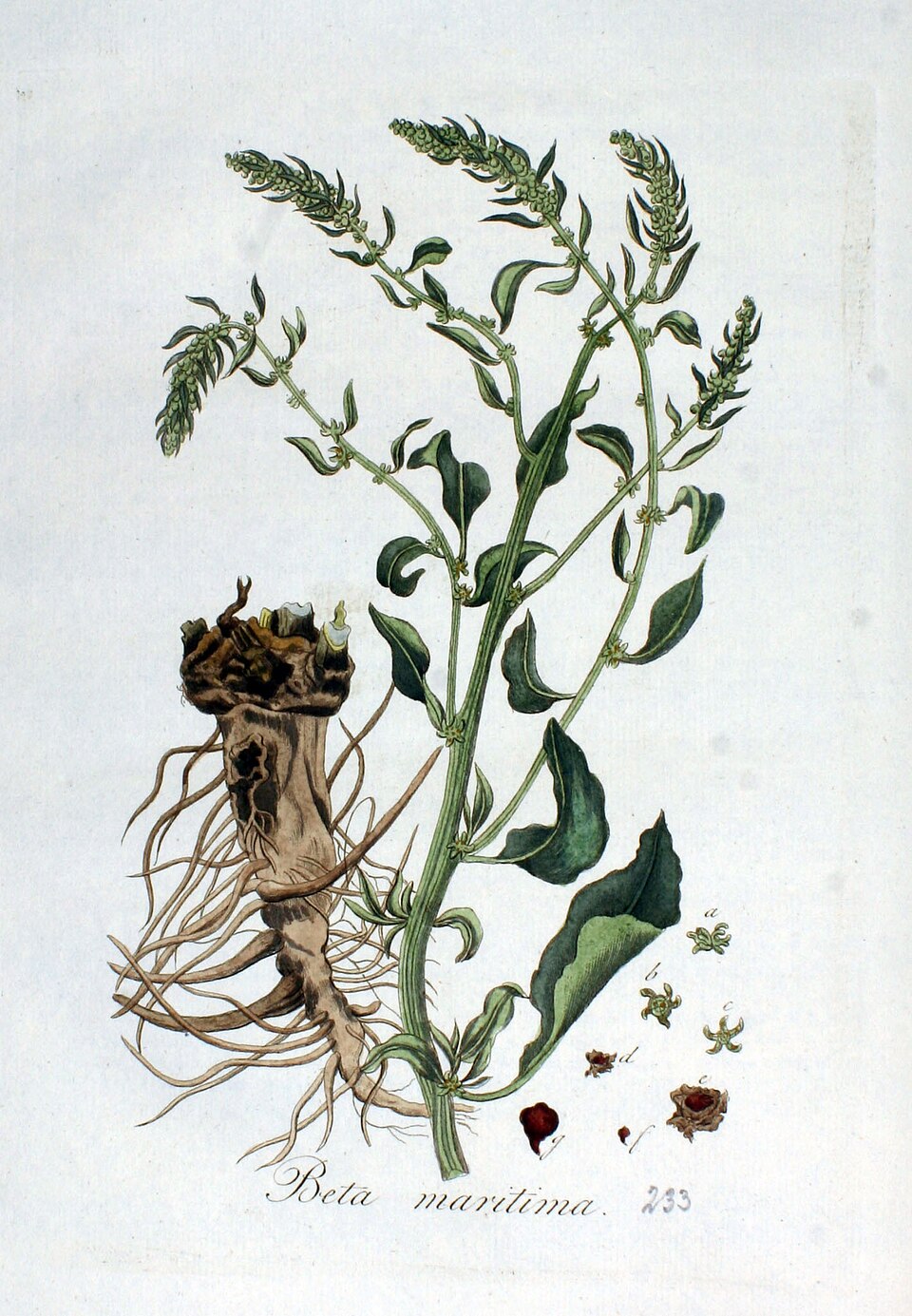 Illustration Beta vulgaris subsp. maritima (L.) Arcang. 1882, Par Jan+Kops+%281765%E2%80%931849%29, via wikimedia 