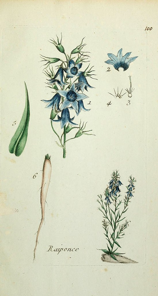Illustration Campanula rapunculus, Par Jean-Baptiste François Pierre Bulliard  (17521793), via wikimedia 