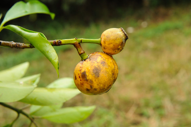 Illustration 6781999416_597b7bd818_z.jpg