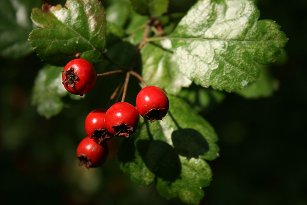Illustration 9793_Crataegus_laevigata_wikimedia_1024px-Crataegus-laevigata-berries.jpg