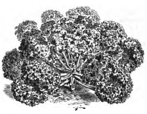 Chou Bricoli (réduit au douzième)