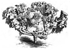 Chou à grosse côtes frangé (réduit au douzième)