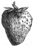 Fraise Amiral Dundas (grosseur naturelle)