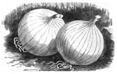 Oignon blanc globe  (réduit au tiers)