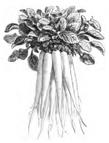 Raiponce (réduit au tiers)