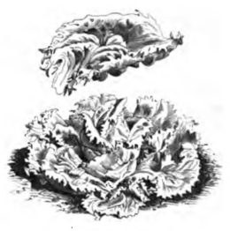 Scarole en cornet (réduite au huitième)