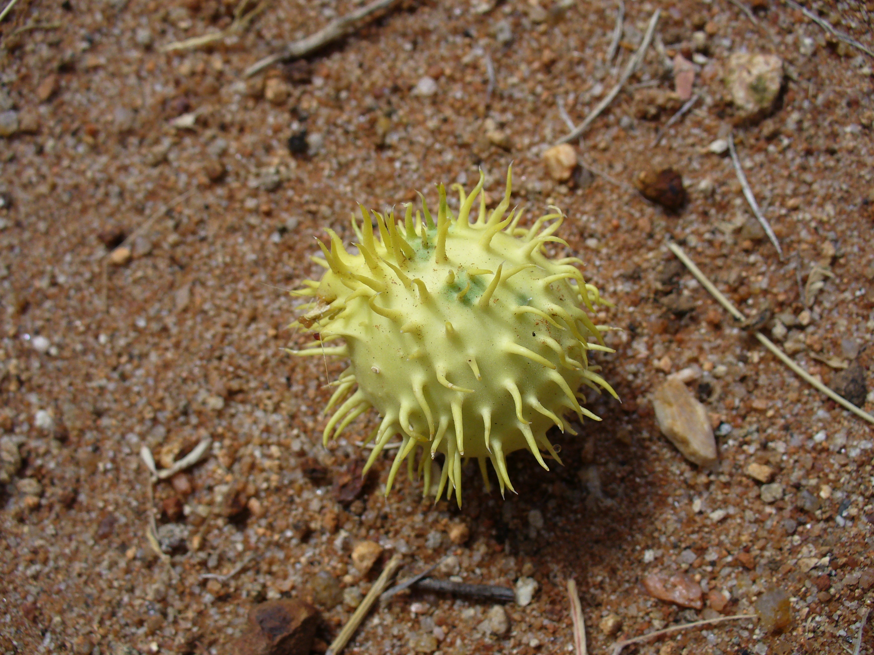 Illustration Yellowish2.jpg