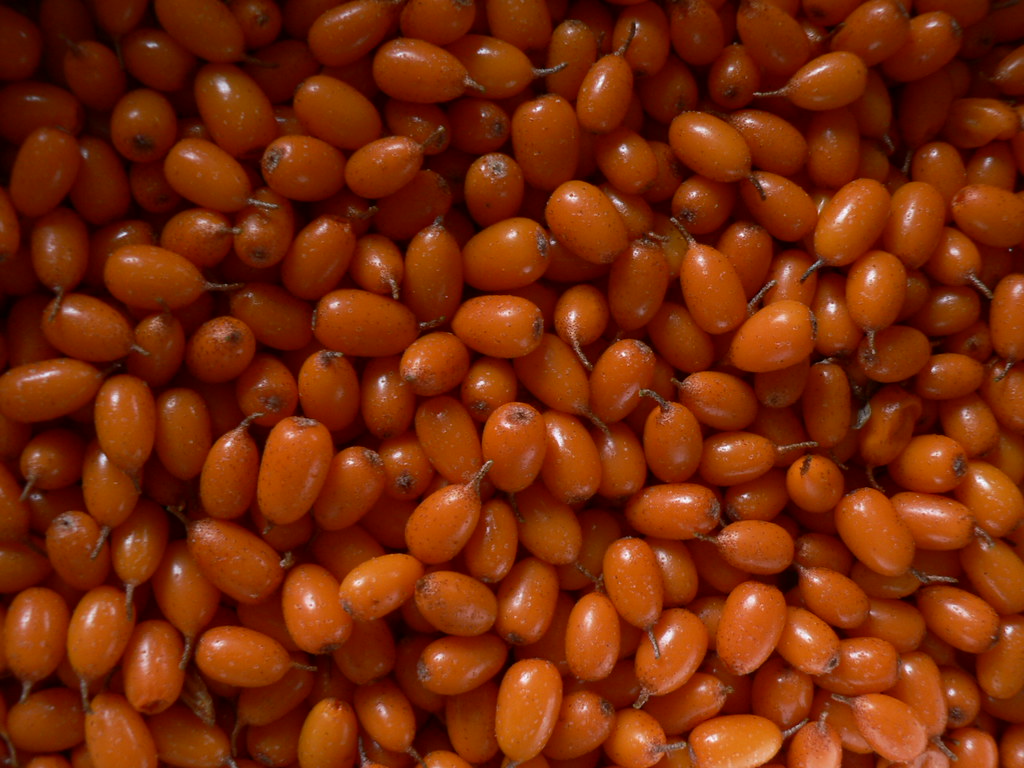 Illustration Hippophae rhamnoides, Par Hunda, via flickr 