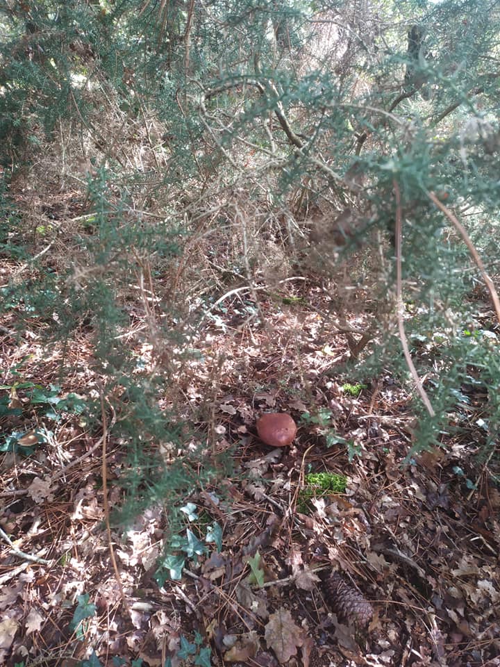 Illustration Xerocomus badius, Par Par Patrick Le Ménahèze, via lepotager-demesreves