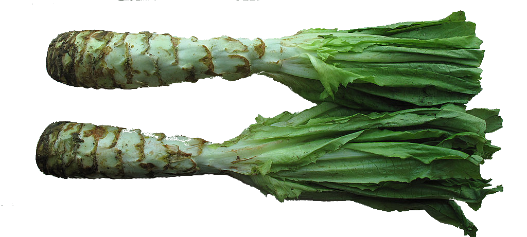 Illustration celtuce.png
