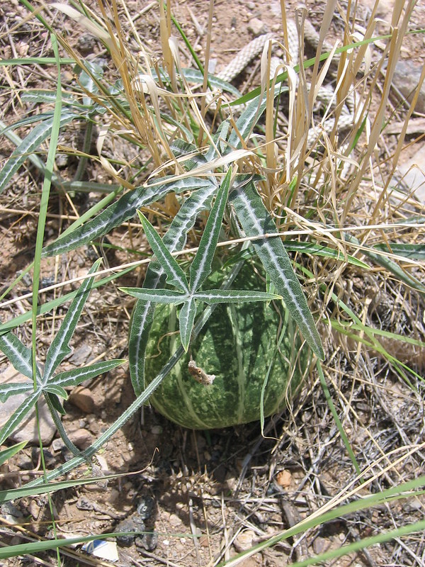 Illustration cucurbita_digita.jpg