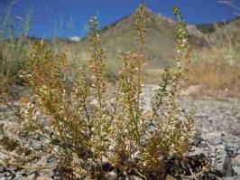 Zoom illustration 5061053283_81718c3e34_b.jpg