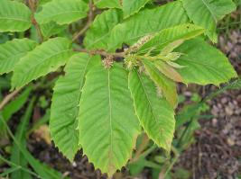 Zoom illustration Castanea_seguinii_02.jpg