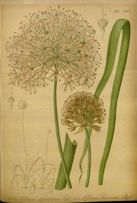 Zoom illustration allium_stipitatum.jpg