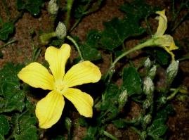 Zoom illustration apodanthera_palmeri.jpg