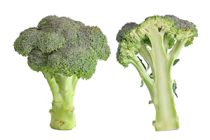 Zoom illustration brocoli.png
