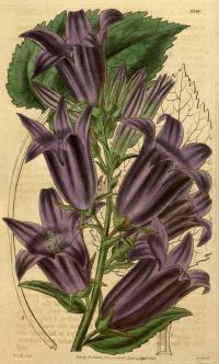 Zoom illustration campanula_latifolia.jpg