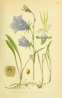 Zoom illustration campanula_persicifolia.jpg