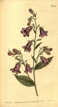 Zoom illustration campanula_rapunculoides.jpg