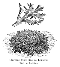 Zoom illustration chicoree_frisee2.jpg