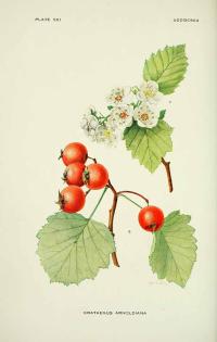 Zoom illustration crataegus_arnoldiana.jpg