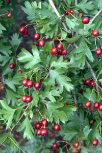 Zoom illustration crataegus_atrosanguinea.jpg