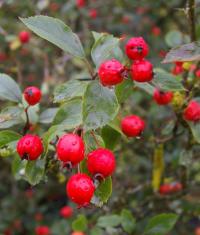 Zoom illustration crataegus_baroussana.jpg