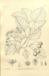 Zoom illustration crataegus_durobrivensis.jpg