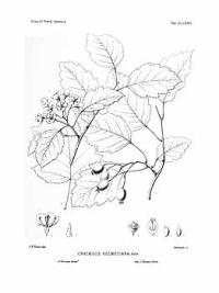 Zoom illustration crataegus_holmesiana.jpg